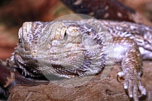 Bearded dragon pogona vitticeps large lizard resting on a branch