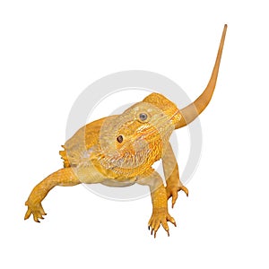 Bearded dragon or pogona vitticeps on white background