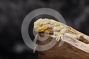 Bearded Dragon posing in the nature