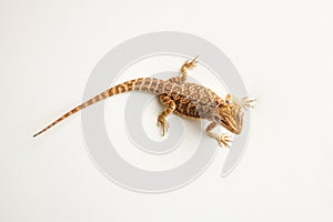 Bearded dragon. Professional studio macro photography isolated white background