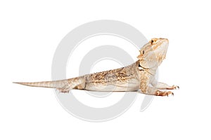 Bearded Dragon Profile