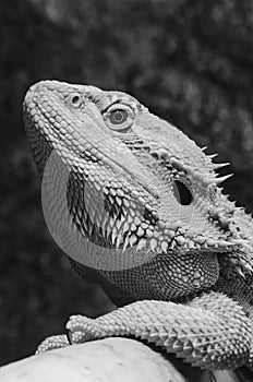 Bearded dragon profile