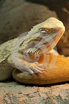 Bearded Dragon reptile