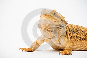 A Bearded Dragon reptile