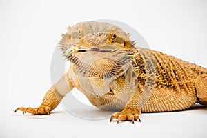 A Bearded Dragon reptile