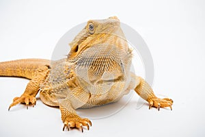 A Bearded Dragon reptile