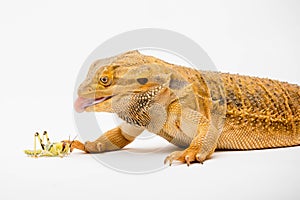 A Bearded Dragon reptile