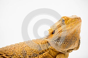 A Bearded Dragon reptile