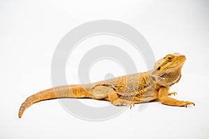A Bearded Dragon reptile