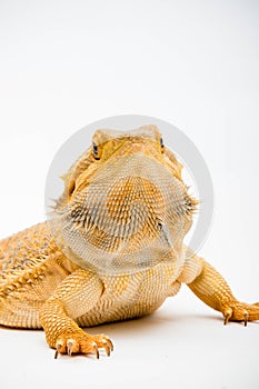 A Bearded Dragon reptile