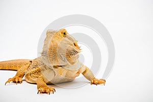 A Bearded Dragon reptile