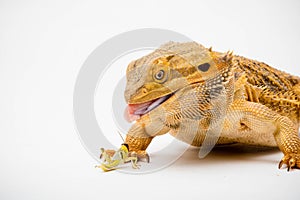 A Bearded Dragon reptile