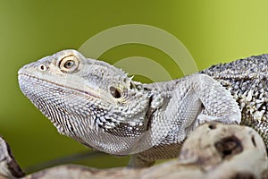 Bearded dragon reptile lizard on a branch on green blurred background