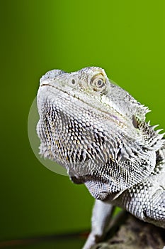 Bearded dragon reptile lizard on a branch on green blurred background