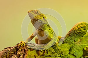 Bearded dragon with rifled head