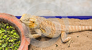 Bearded Dragon on sand