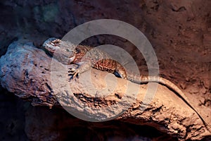 Bearded dragon photo