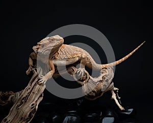 Bearded dragon sits on branch on dark background. Exotic pet in studio. Lizard climbs on snag and looks aside