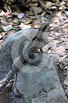 Bearded Dragon Sitting on a Rock