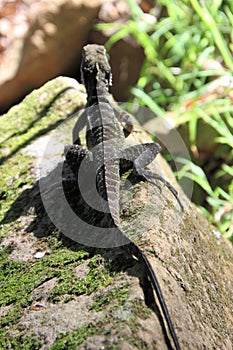 Bearded Dragon Sitting on a Rock