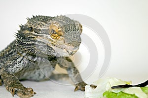 Bearded Dragon Staring at Food