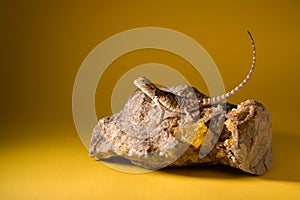 Bearded dragon on stone with crystals in studio. Portrait of desert lizard on yellow background. Exotic pet art photo