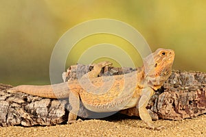 Bearded dragon - studio captured image