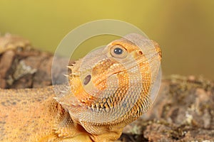 Bearded dragon - studio captured image