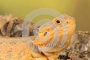 Bearded dragon - studio captured image