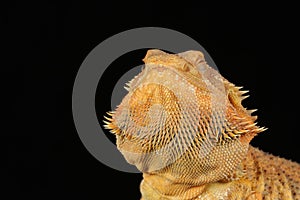 Bearded dragon - studio captured image