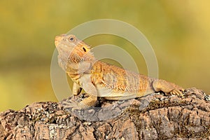 Bearded dragon - studio captured image