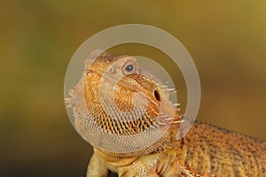 Bearded dragon - studio captured image