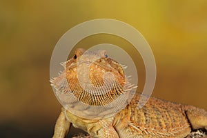 Bearded dragon - studio captured image