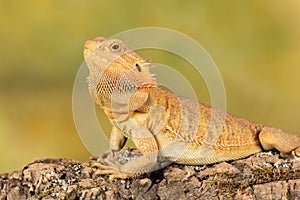 Bearded dragon - studio captured image