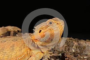 Bearded dragon - studio captured image