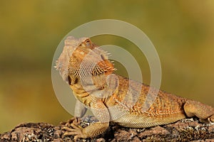 Bearded dragon - studio captured image