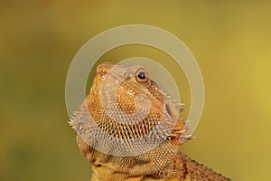 Bearded dragon - studio captured image