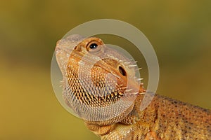 Bearded dragon - studio captured image