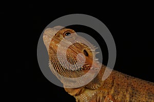 Bearded dragon - studio captured image