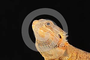 Bearded dragon - studio captured image