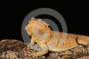 Bearded dragon - studio captured image