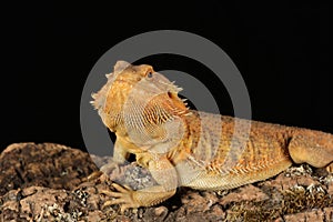 Bearded dragon - studio captured image