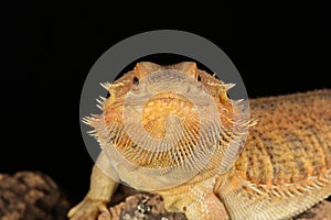 Bearded dragon - studio captured image