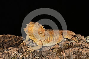 Bearded dragon - studio captured image