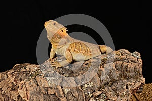 Bearded dragon - studio captured image