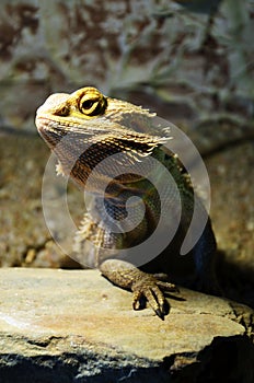 Bearded dragon photo