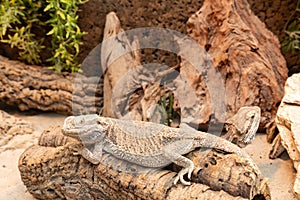 Bearded dragon in a terrarium