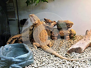 Bearded Dragon Waiting for Dinner