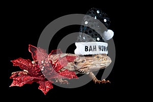 Bearded Dragon wearing holiday Christmas Bah Humbug hat on black backdrop with poinsettia