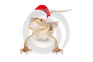 Bearded Dragon Wearing Santa Hat photo